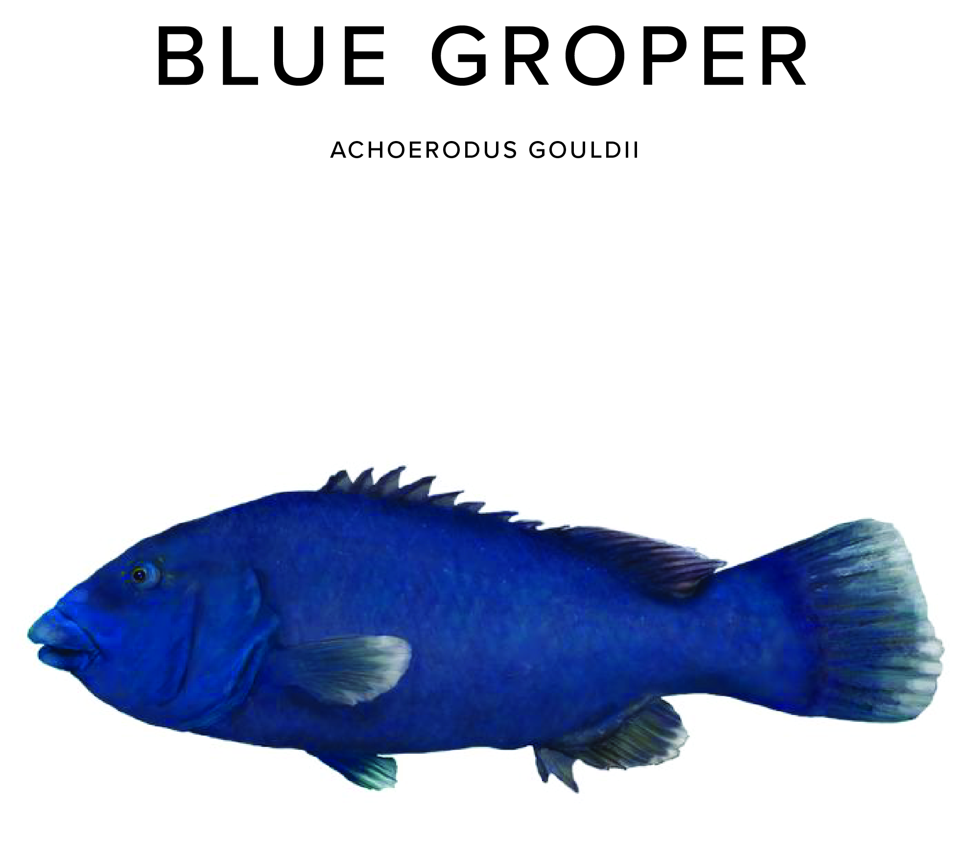 Blue Groper