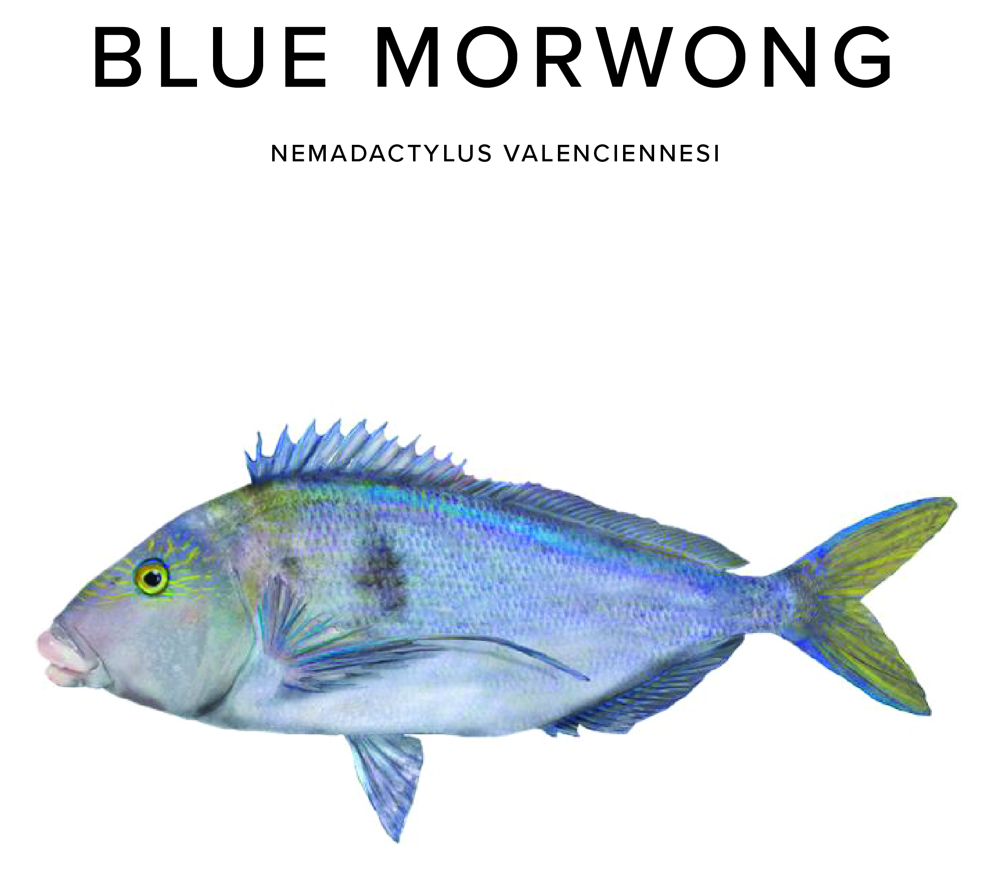 Blue Morwong