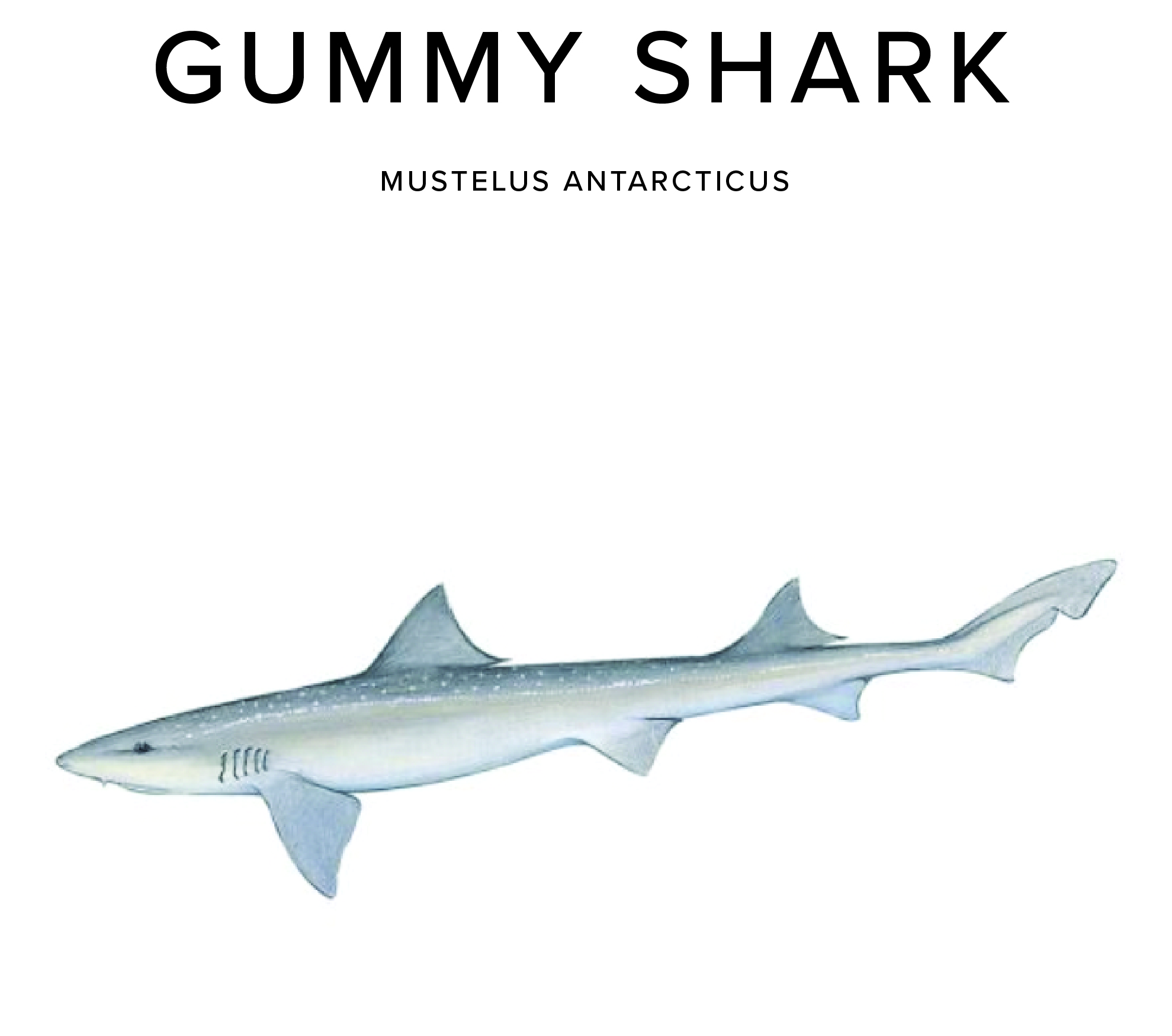 Gummy Shark