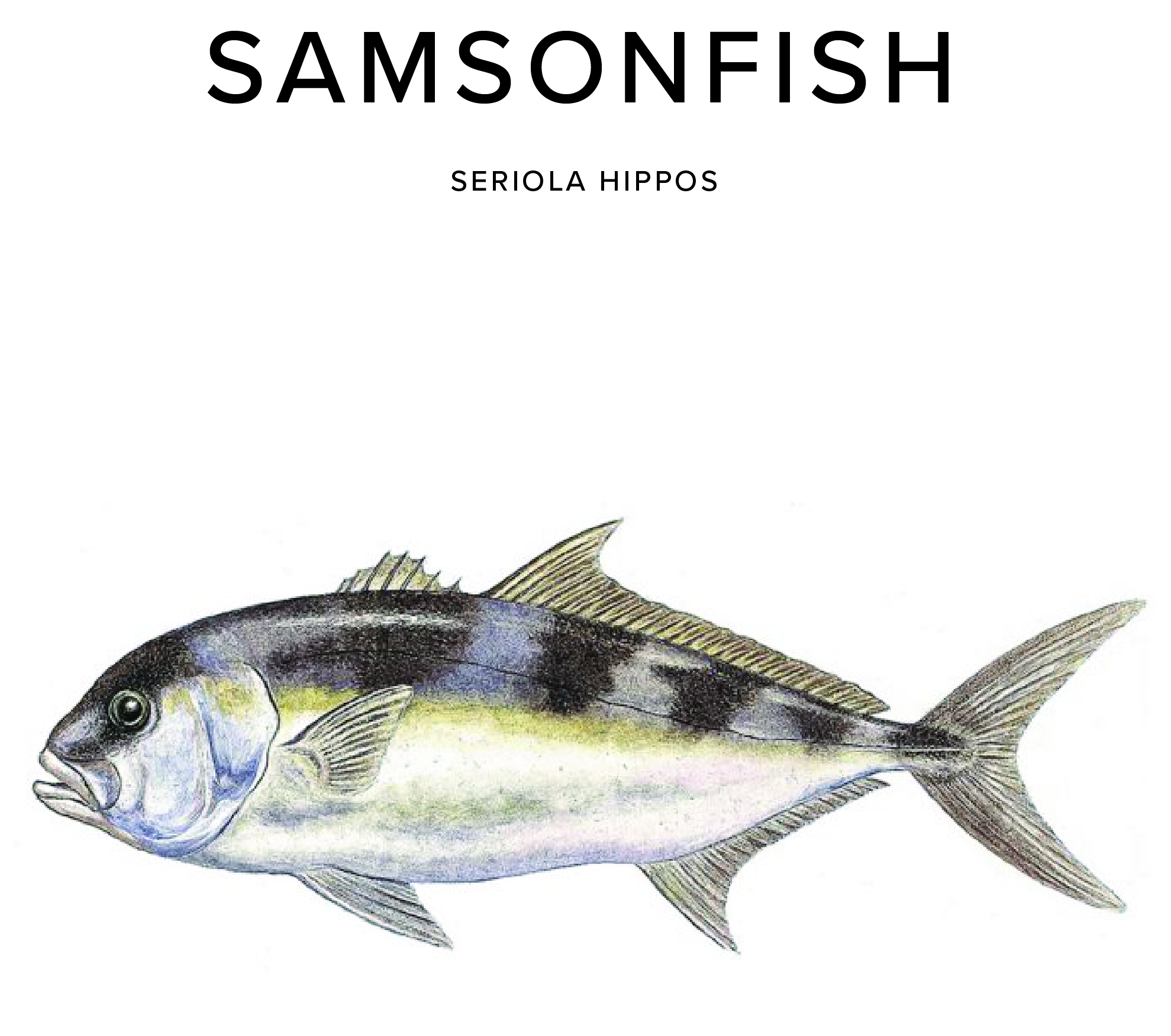 Samsonfish