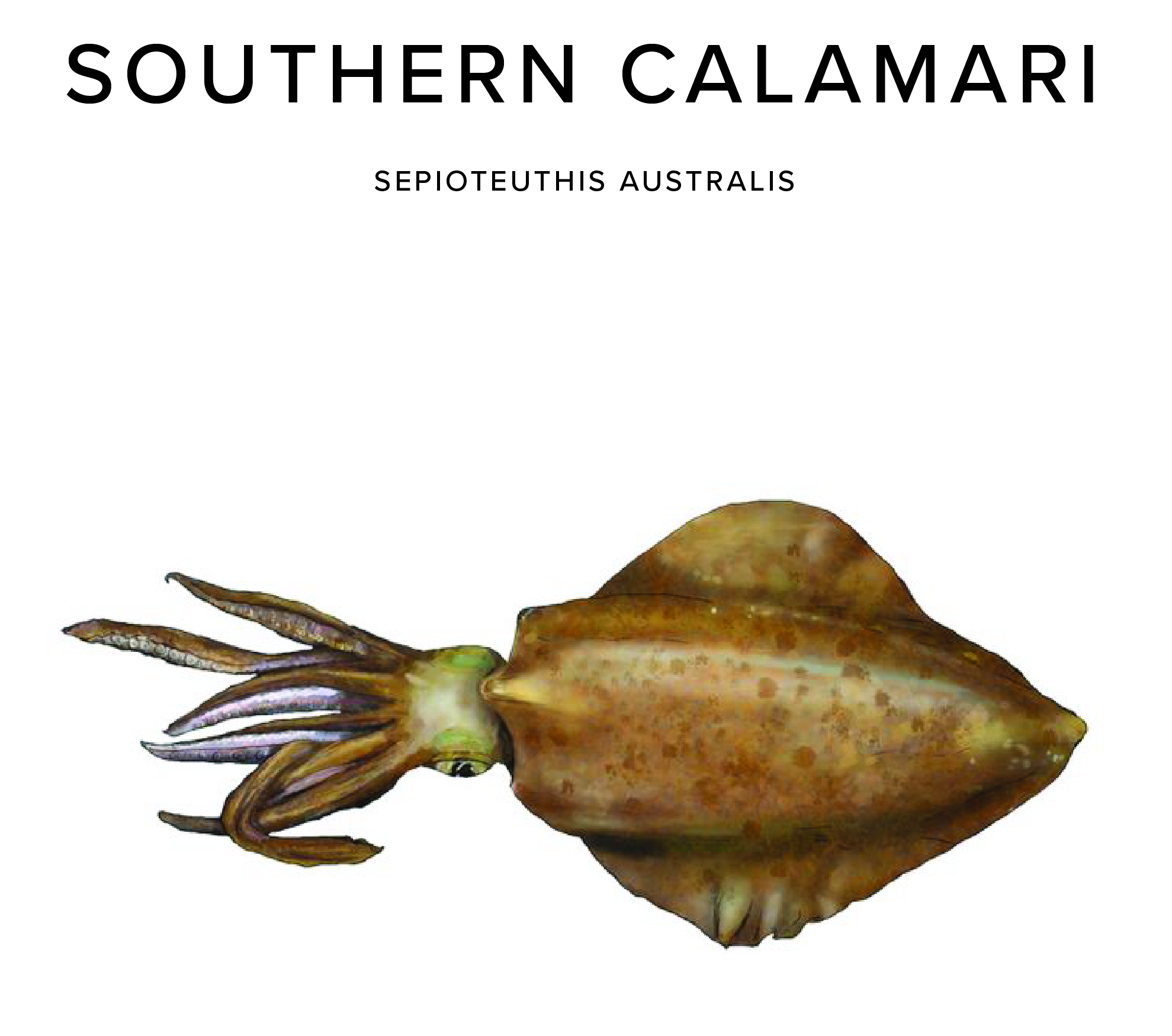 Southern Calamari
